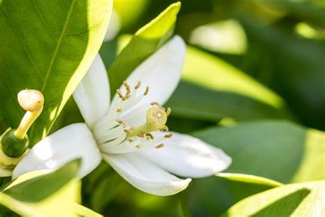 lime blossom floris.